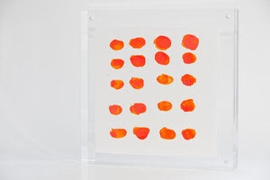 Lucite Lovely 116